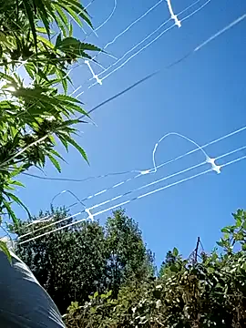 StellerCock Image 16